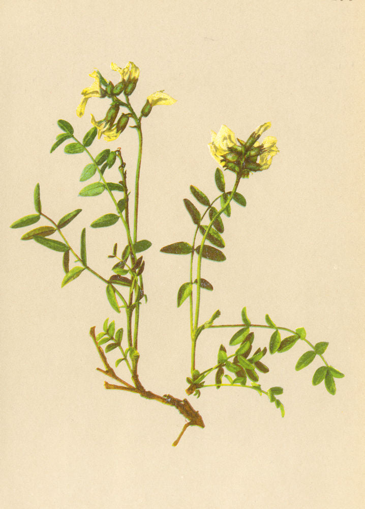 ALPENFLORA ALPINE FLOWERS. Astragalus frigidus Bunge-Kälteliebender Tragant 1897